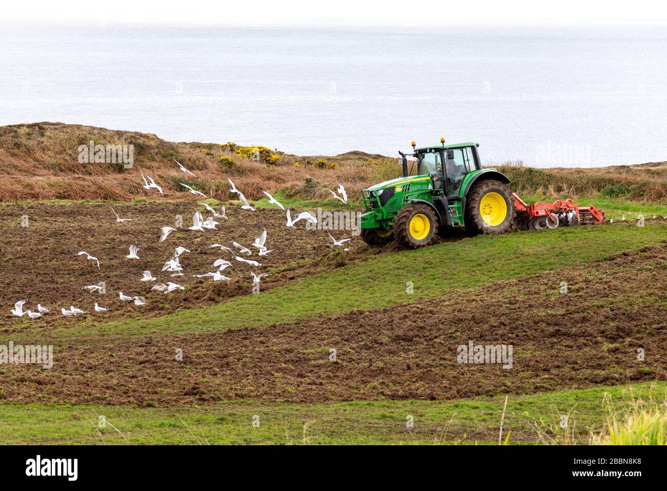 Les troupeaux de mouettes suivent un tracteur John Deer cultivant un champ Banque D'Images