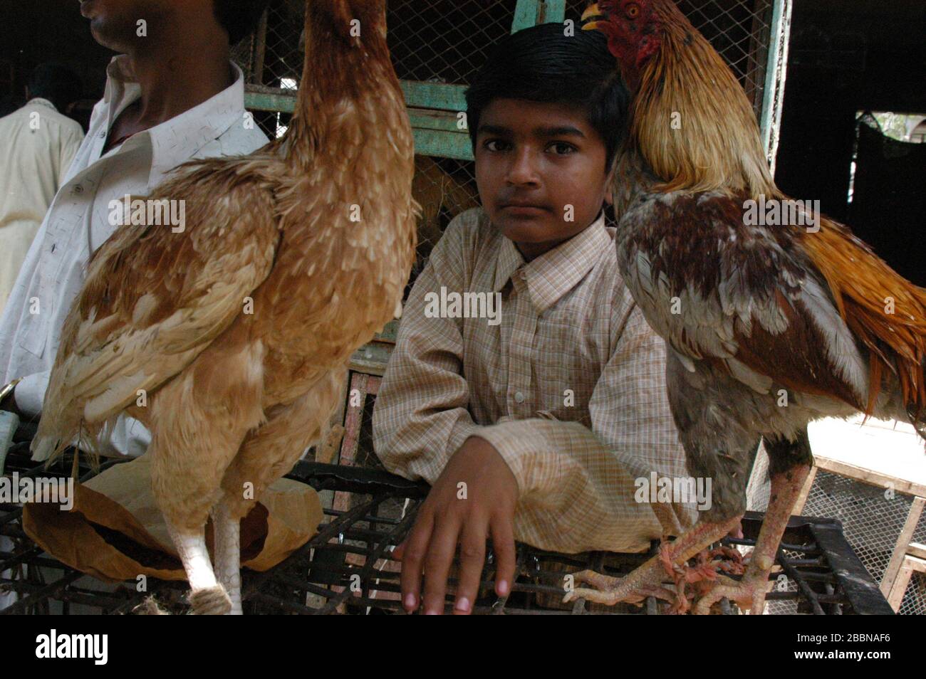 Marché de la volaille, Karachi, Pakistan Banque D'Images