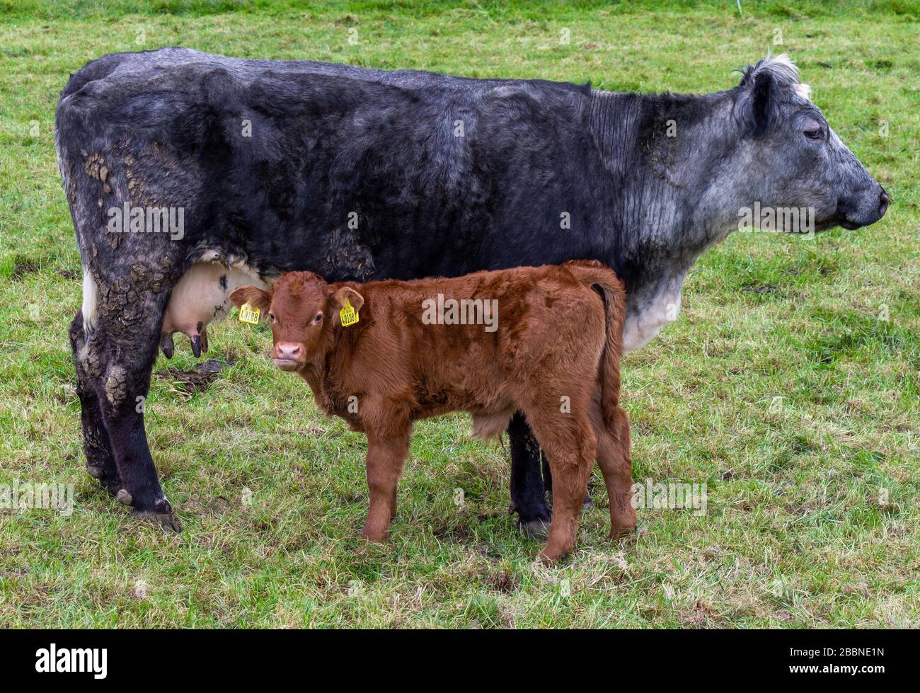 Vache bleue crosstée avec veau Banque D'Images