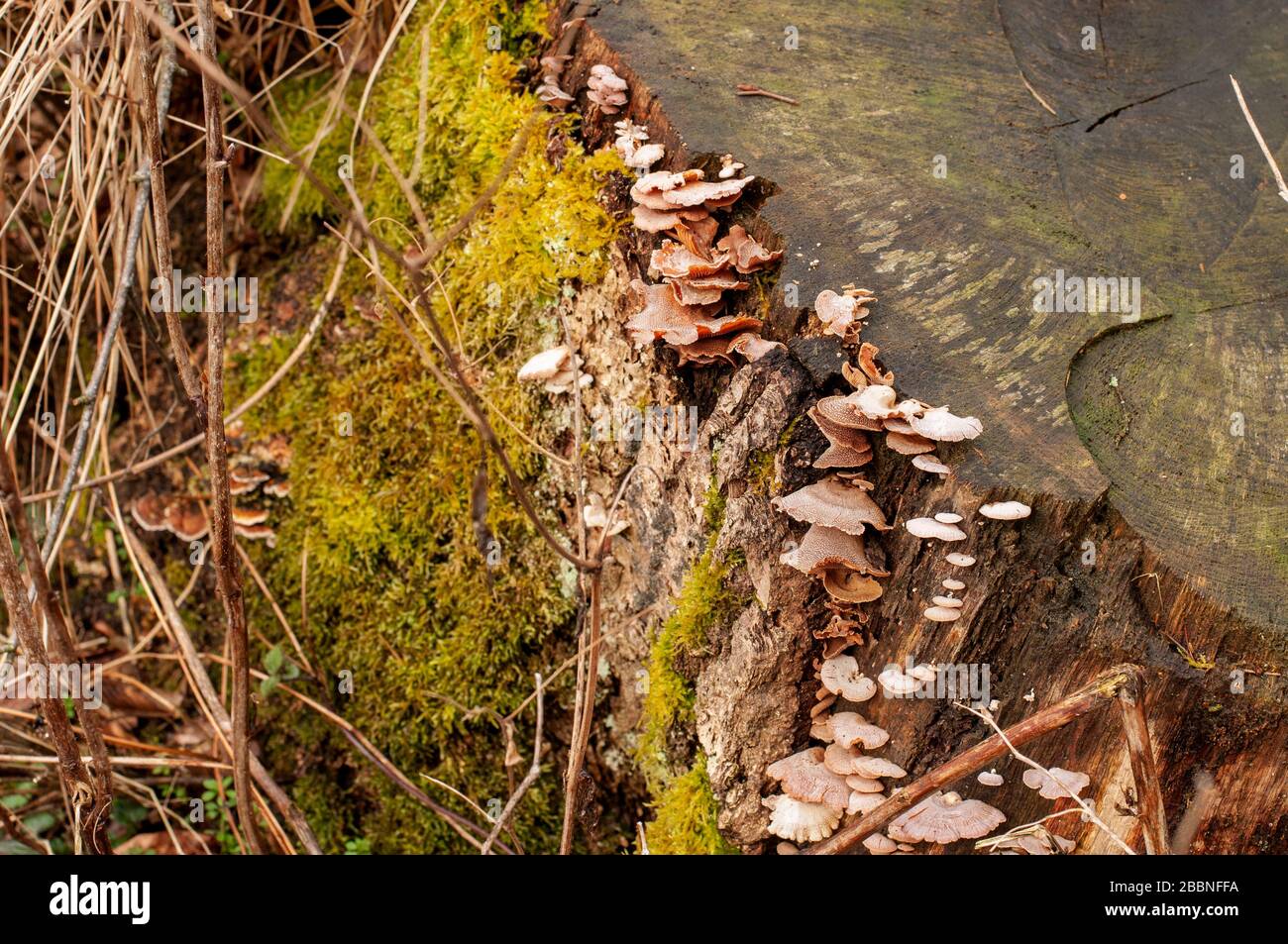 gros plan d'une souche d'arbre pourrie dans la forêt cultivée avec des champignons et des mousses de support Banque D'Images