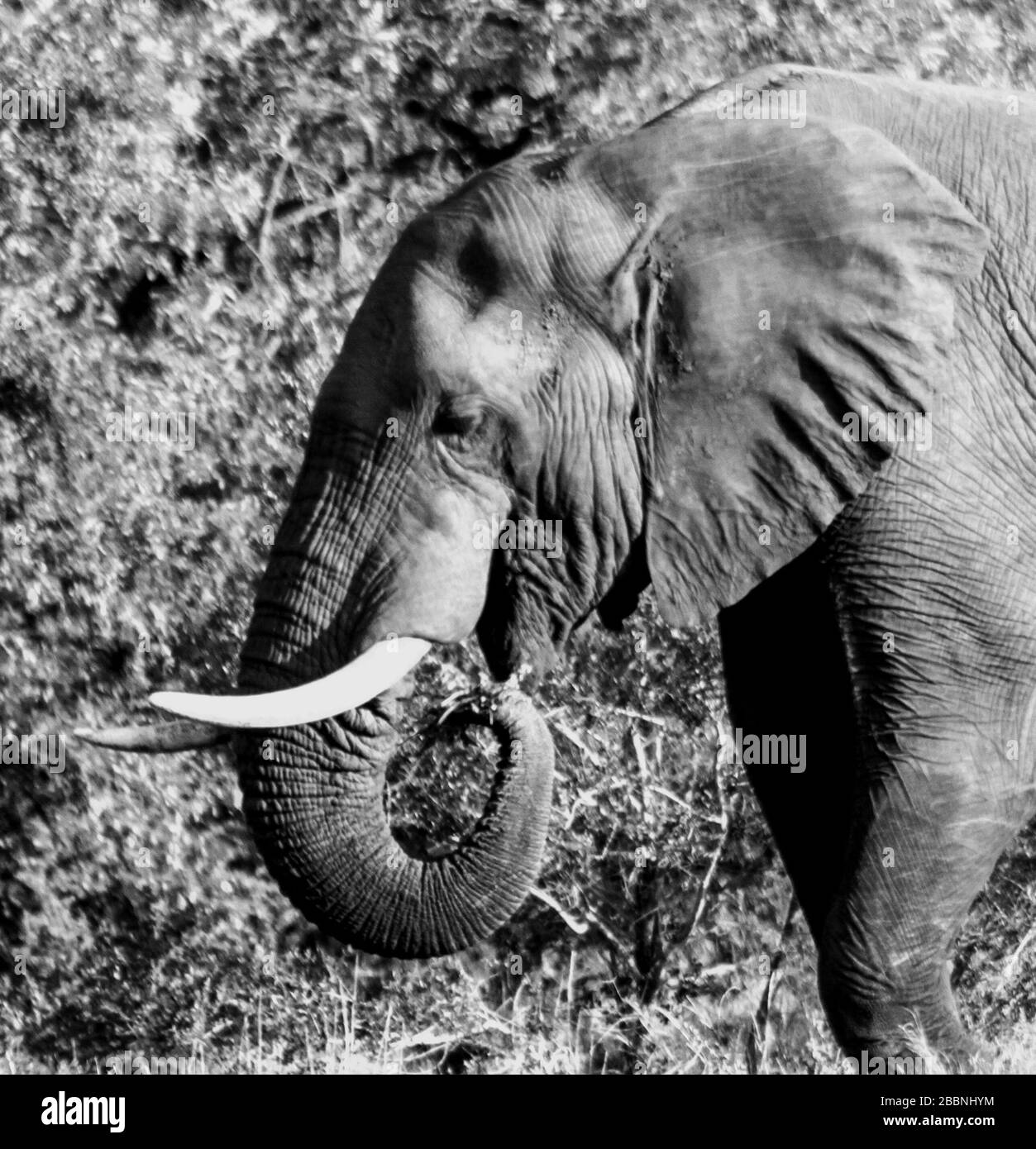 Photo en tête noire et blanche d'un taureau d'éléphant d'Afrique solitaire (Loxodonta Africana) tout en paissant dans le Parc national Kruger, Afrique du Sud Banque D'Images