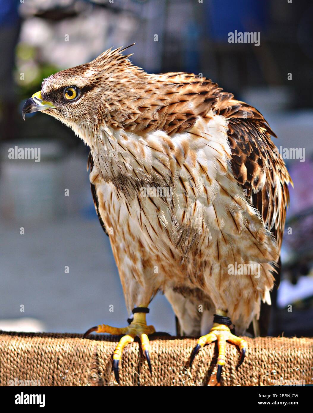 Un aigle de couleur dorée en colère Banque D'Images