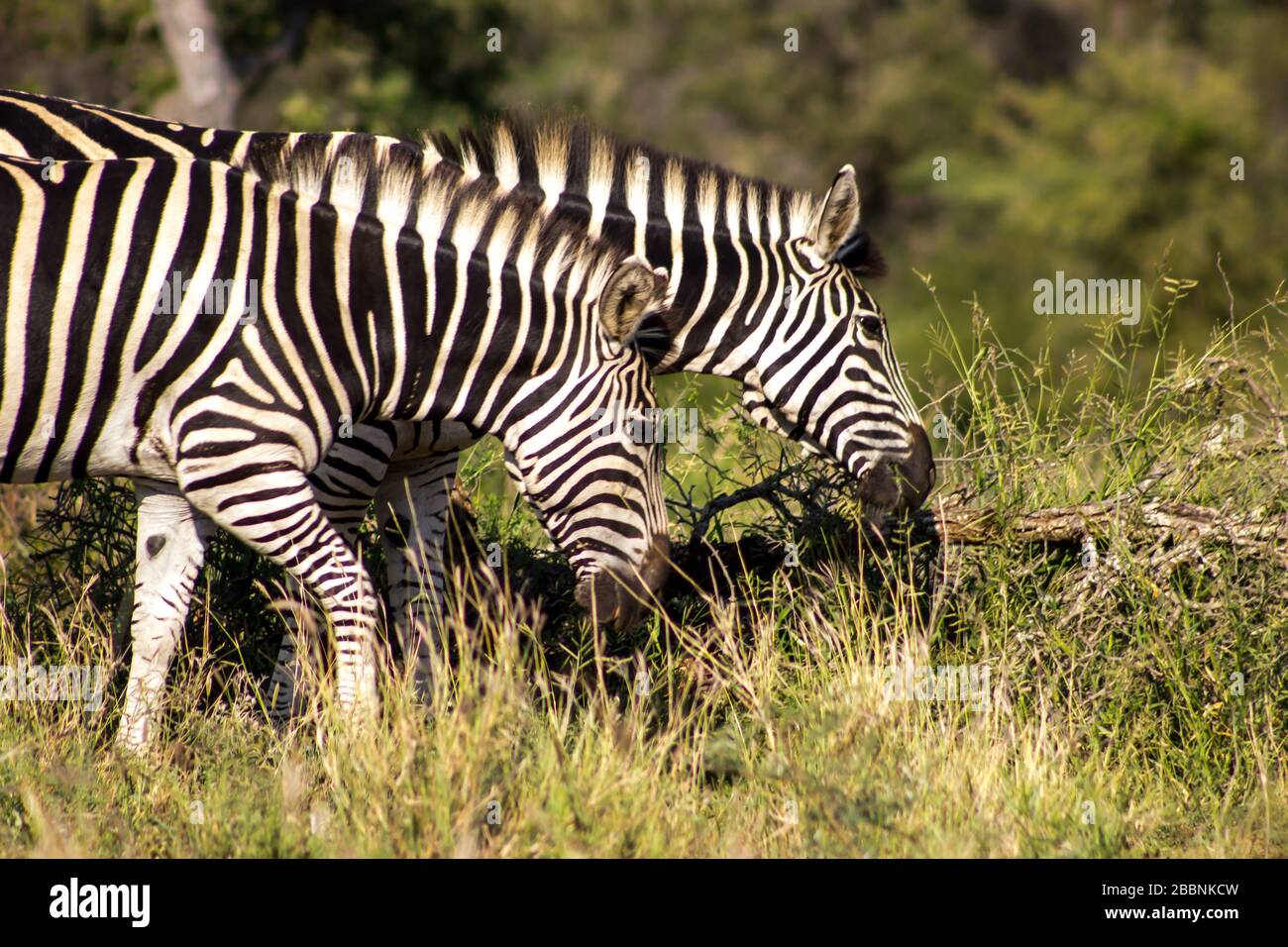 Deux Zèbres (Equus Quagga burchelli) paissent tout en marchant dans le parc national Kruger, en Afrique du Sud Banque D'Images