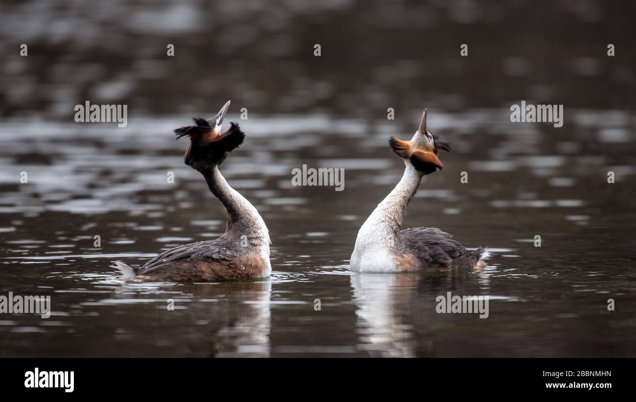 01 avril 2020, Brême: Deux grands grèbes crénèrent mate sur le Hollersee à Bürgerpark. Photo: Sina Schuldt/dpa Banque D'Images