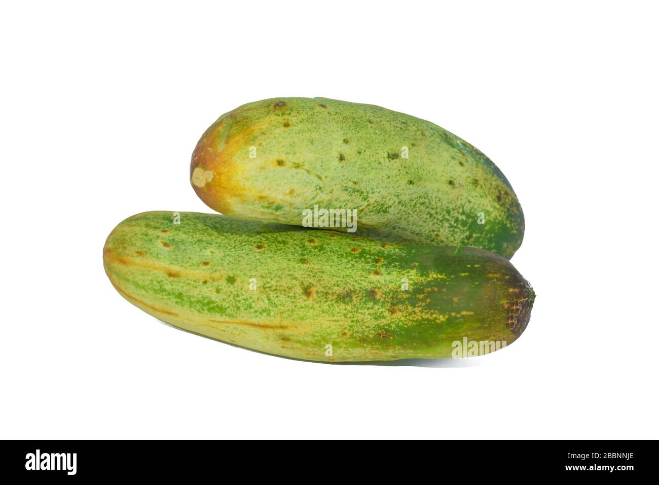 Portrait de deux concombres frais de taille moyenne de couleur verte isolés sur un fond blanc vide Banque D'Images