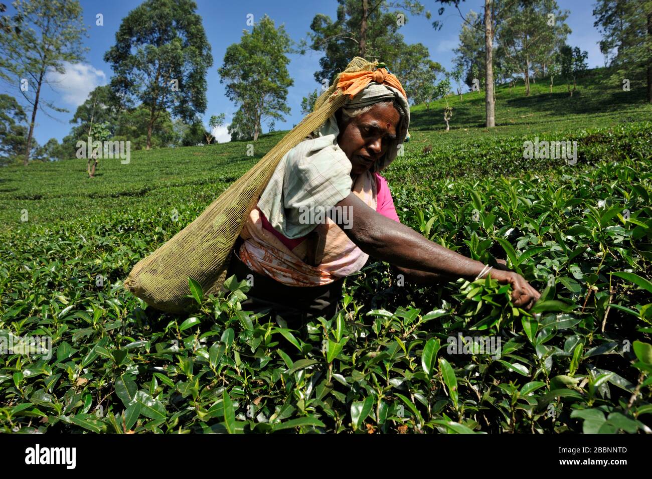 Sri Lanka, Nuwara Eliya, plantation de thé, femme tamoule cueillant des feuilles de thé Banque D'Images