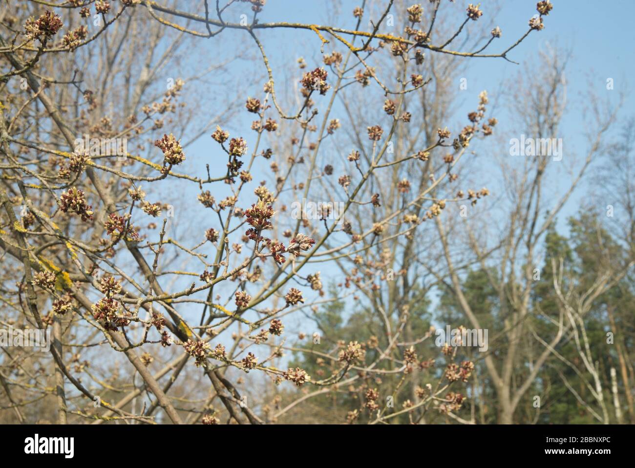 Acer negundo, boîte de fleurs d'aîné le jour ensoleillé Banque D'Images