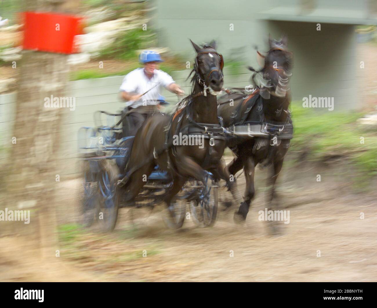 LES CHEVAUX ont combiné l'ACTION de compétition de conduite Banque D'Images