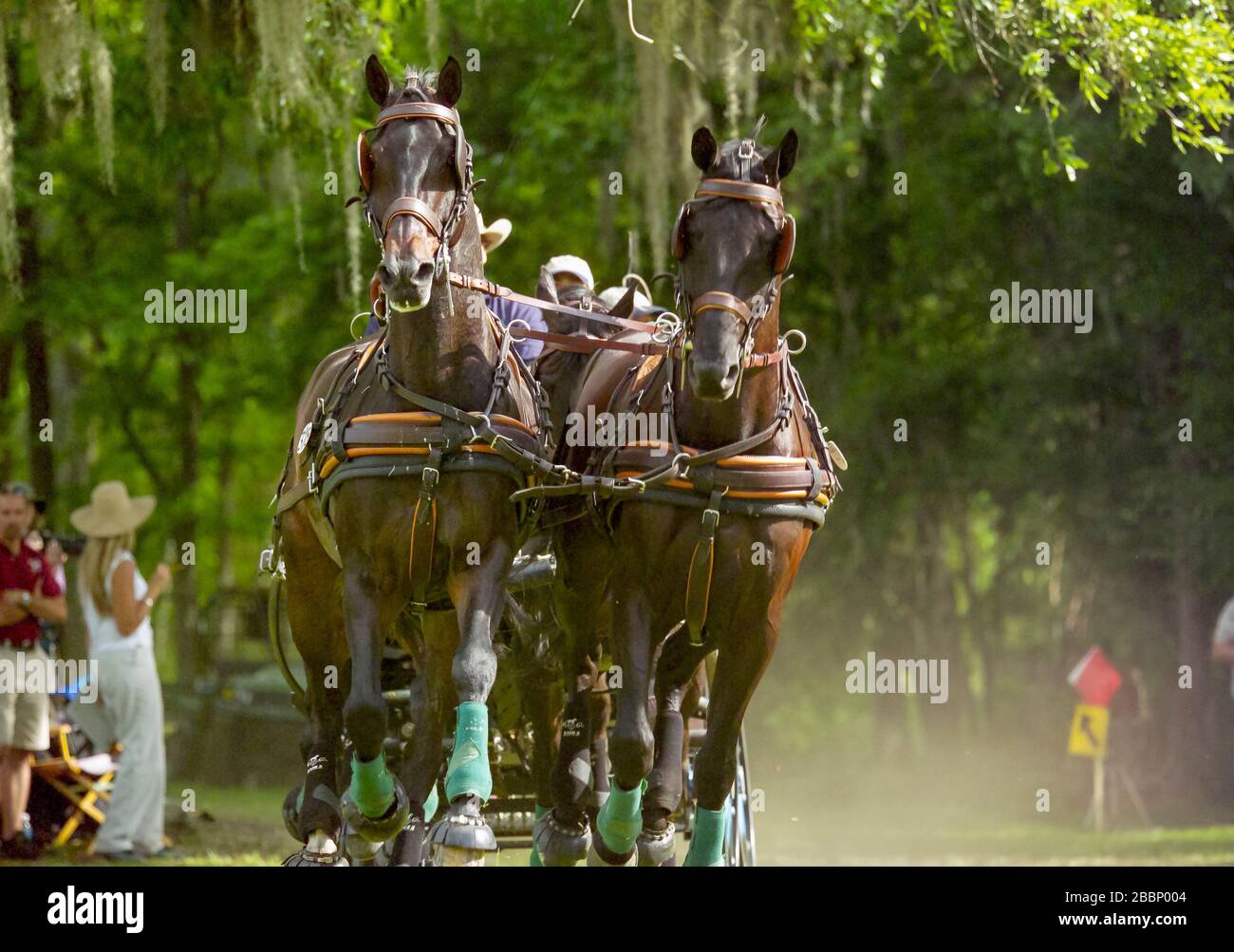 Quatre chevaux combinés de compétition de conduite Banque D'Images