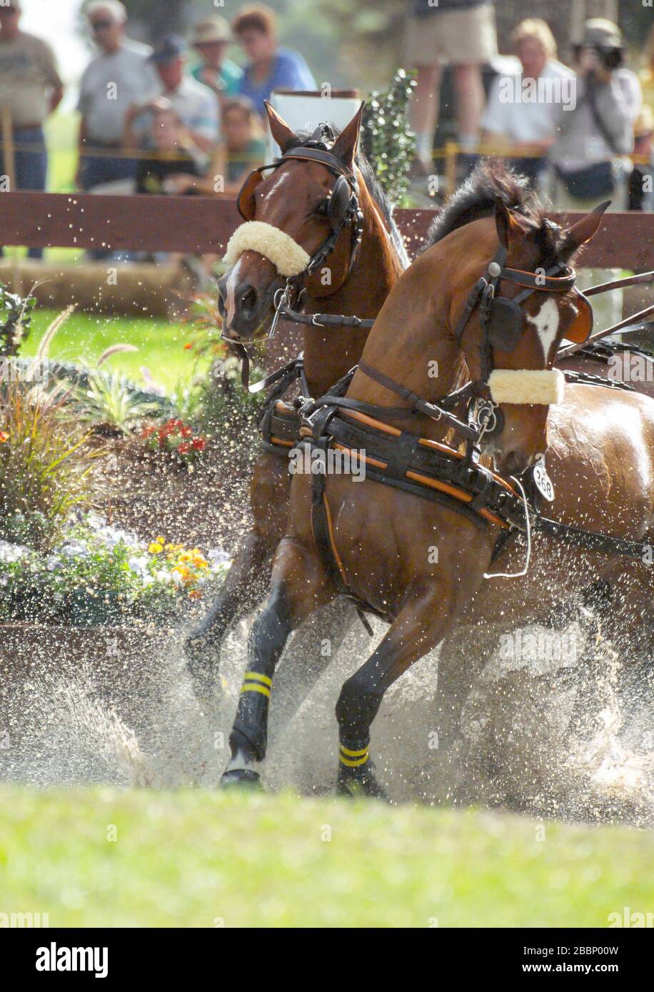 Marathon combiné de la conduite paires concurrence à l'obstacle de l'eau Banque D'Images
