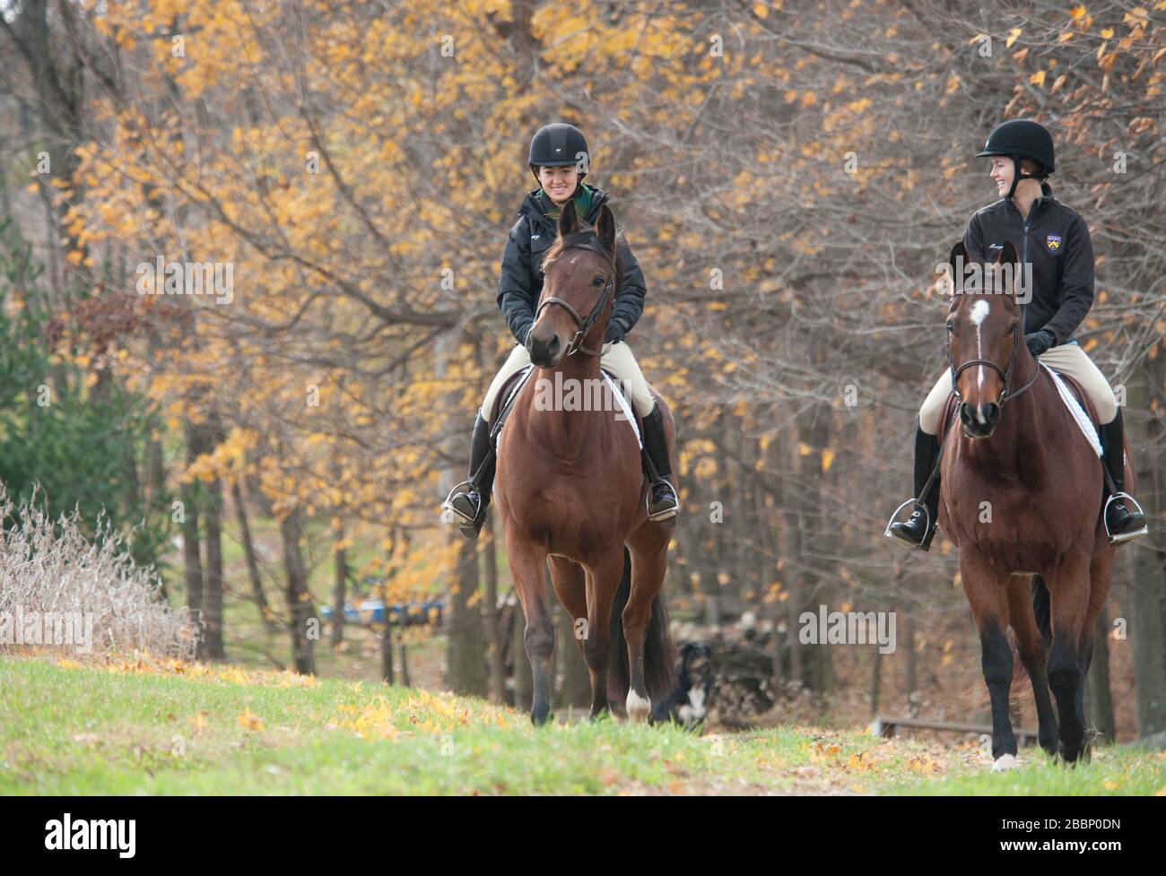 Jeune femme équestrians en équitation dans les pâturages d'automne Banque D'Images