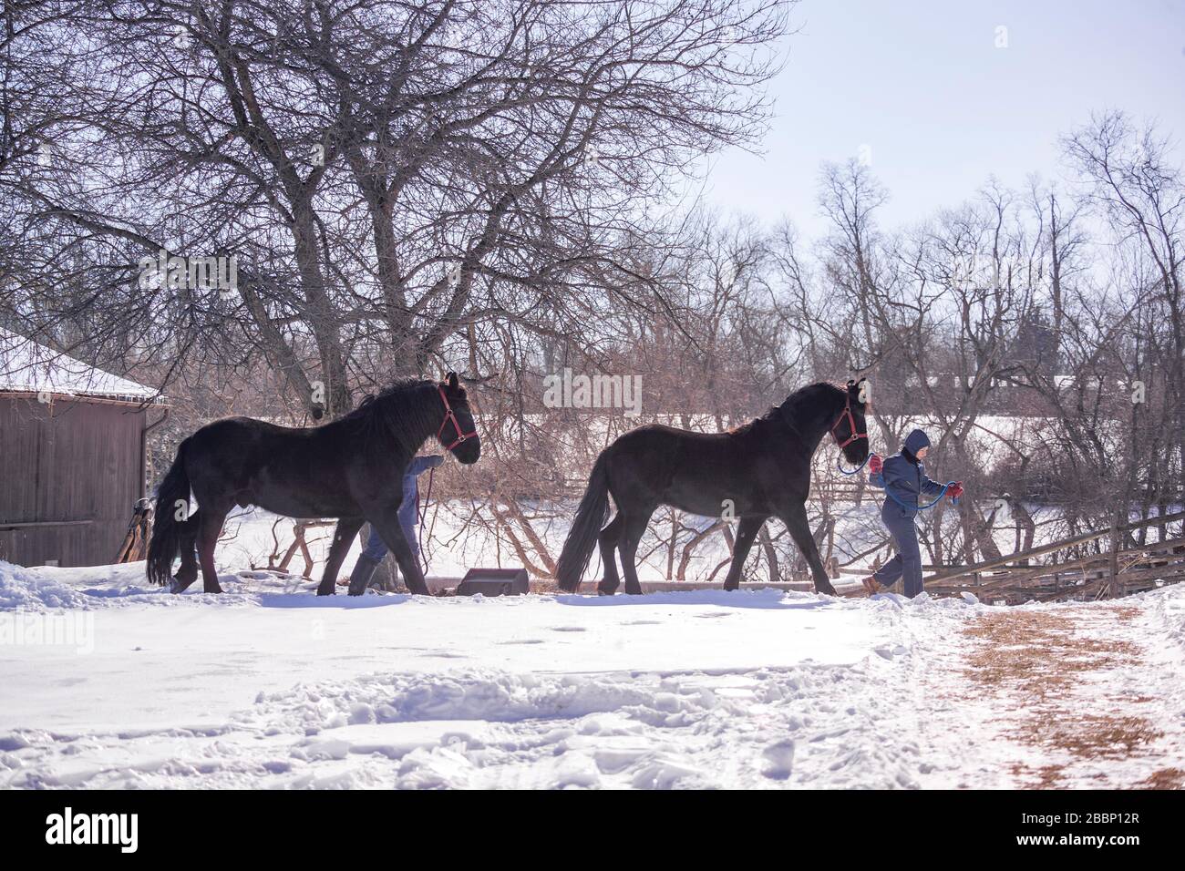 Couple d'âge mûr menant des chevaux de la grange au champ enneigé Banque D'Images