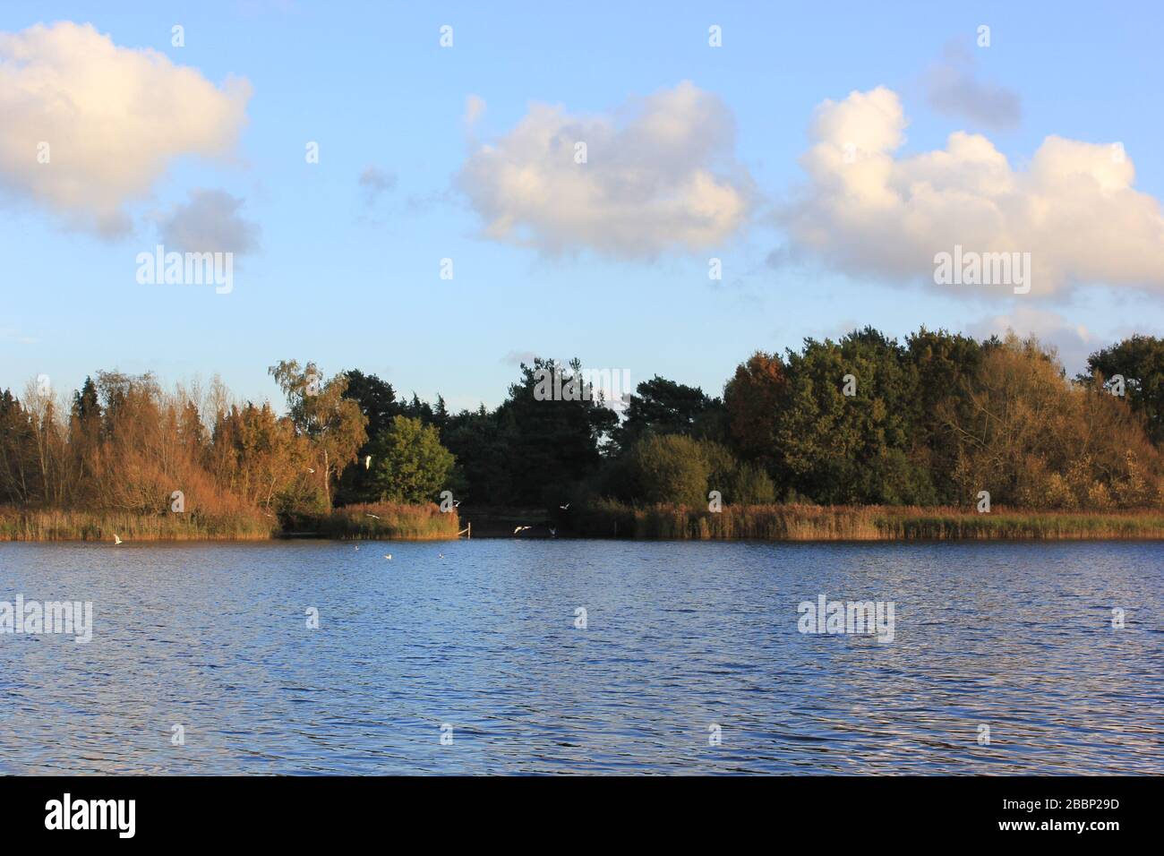 Lumière du soir sur le lac à Frensham Pond Banque D'Images