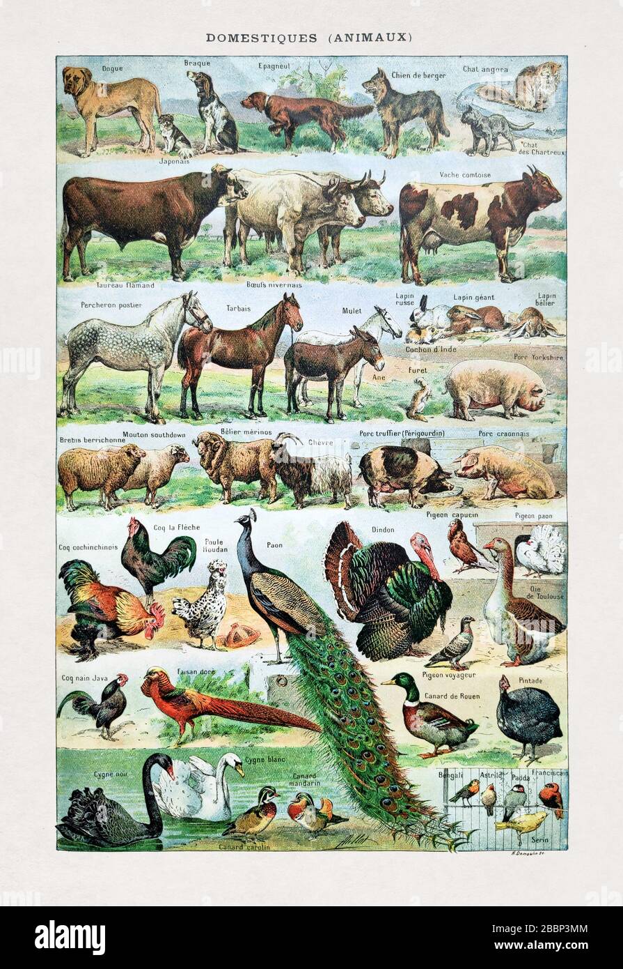 Ancienne illustration sur les animaux domestiques de Desmoulin imprimée à la fin du XIXe siècle. Banque D'Images