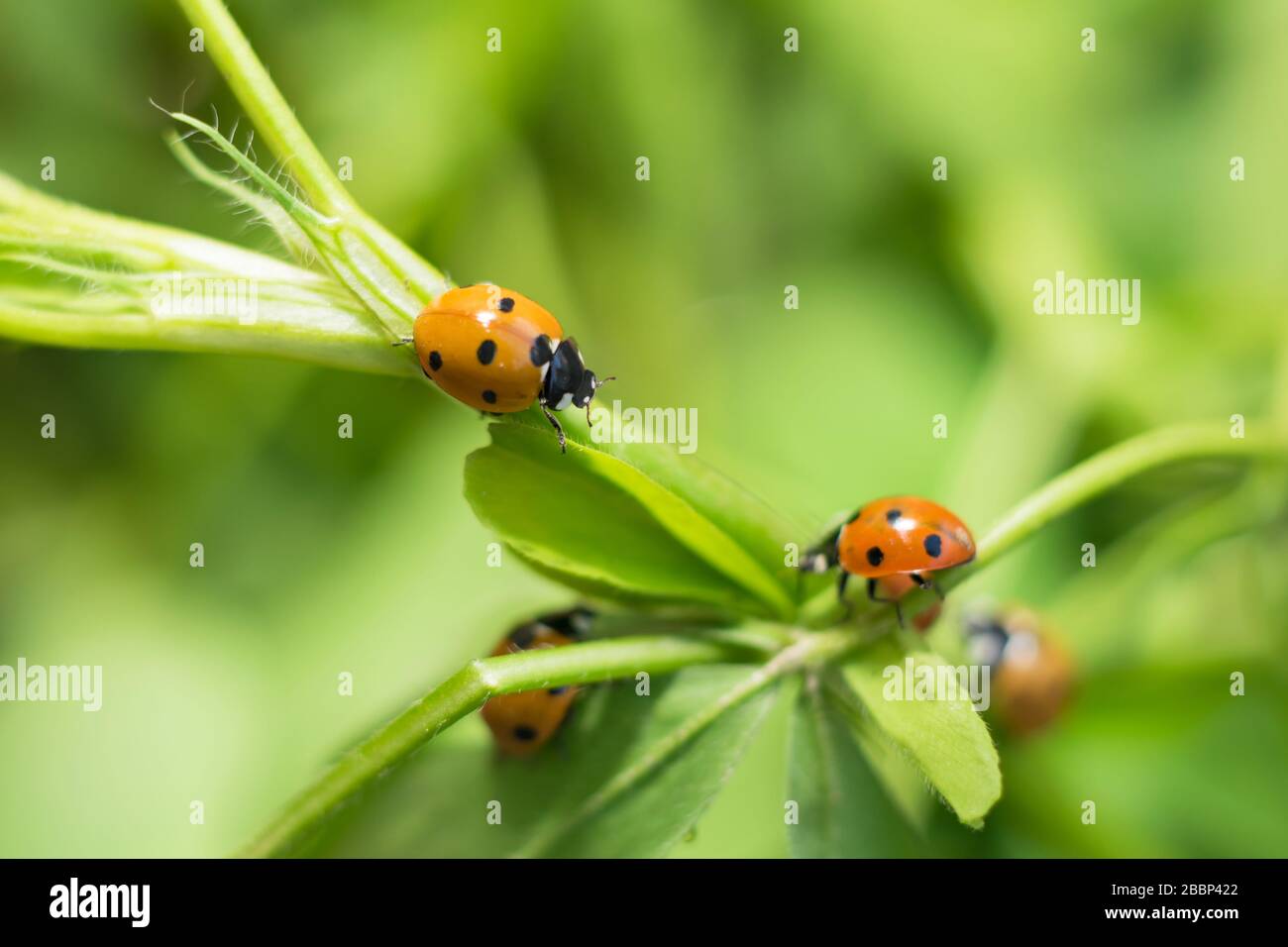 Près de bestioles de dame dans un jardin sur des feuilles vertes avec fond flou. Banque D'Images