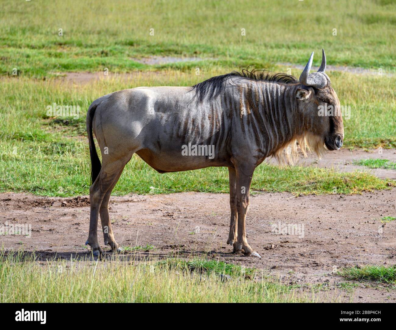 Blue Wildebeest (Connochaetes taurinus), Parc national d'Amboseli, Kenya, Afrique Banque D'Images