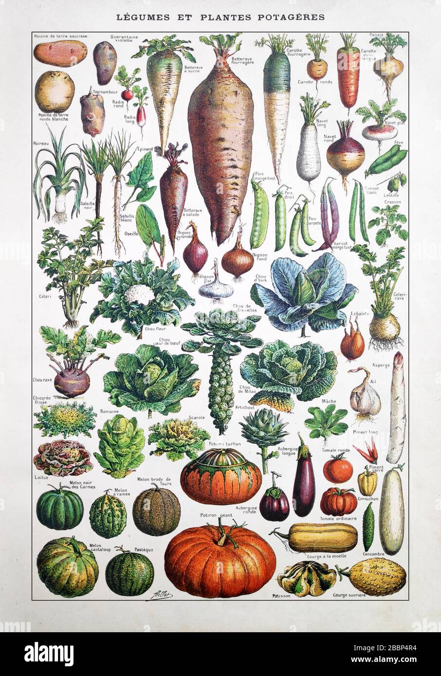 Ancienne illustration sur les légumes de jardin par Adolphe Philippe Millot imprimé à la fin du XIXe siècle. Banque D'Images