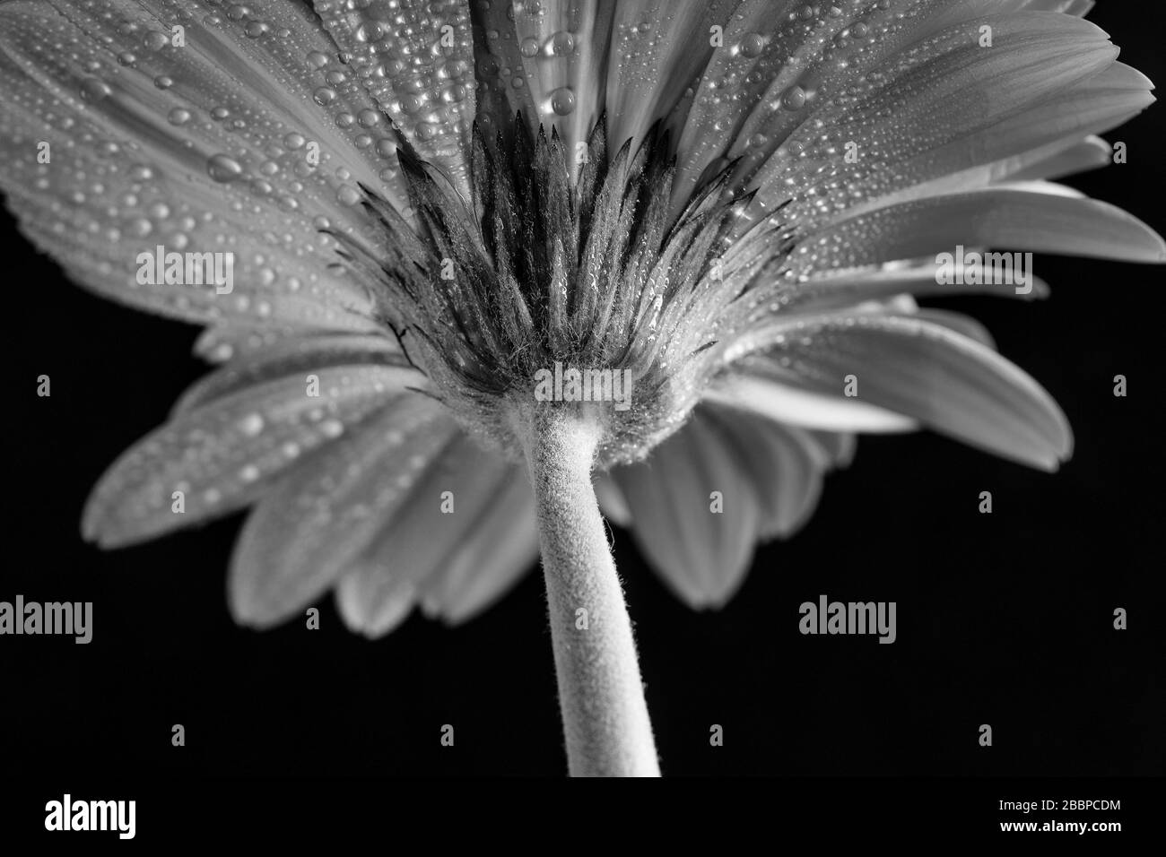 Vue sur le fond d'une gerbera recouverte de gouttes d'eau en noir et blanc. Banque D'Images