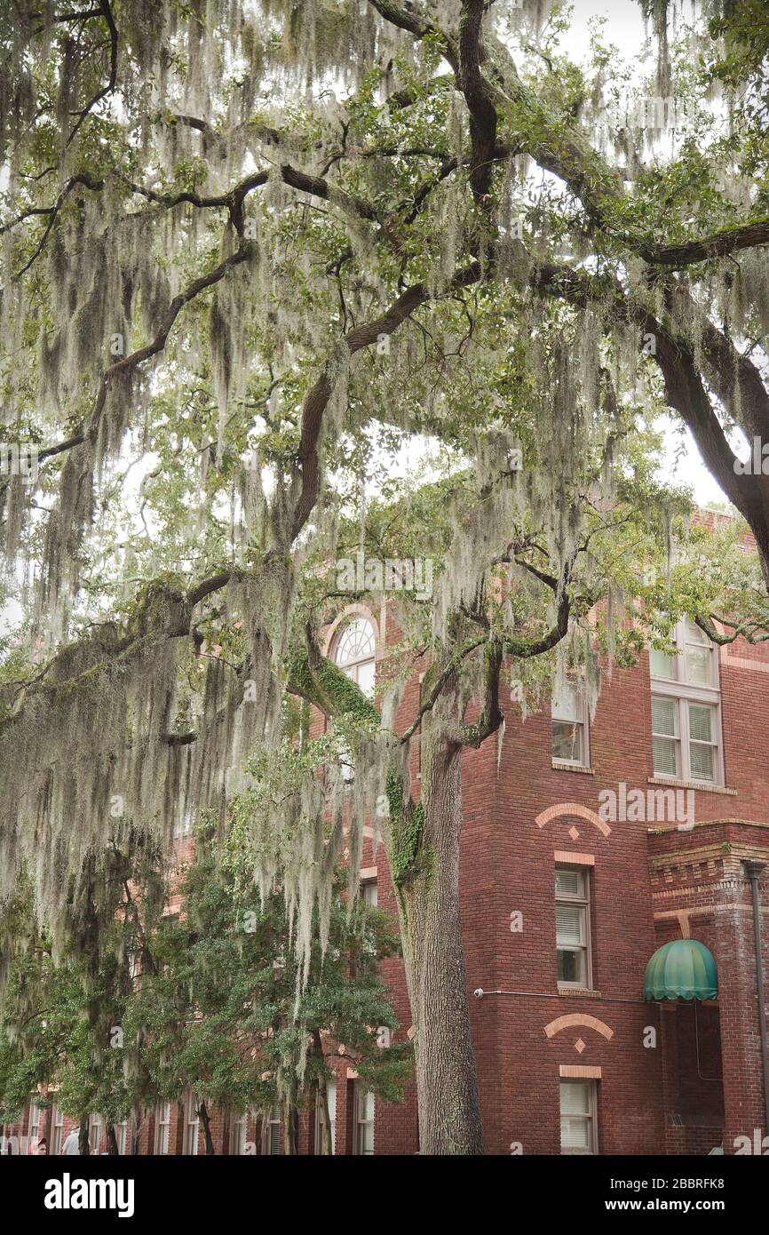 La mousse espagnole sur de beaux vieux chênes couchés vivent dans les vieilles rues de Savannah, Géorgie, aux États-Unis d'Amérique. Banque D'Images
