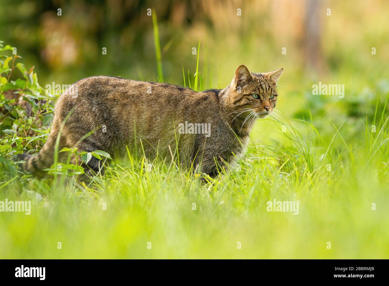 Focalisé le chat sauvage européen sur une chasse à la recherche de proies en été Banque D'Images