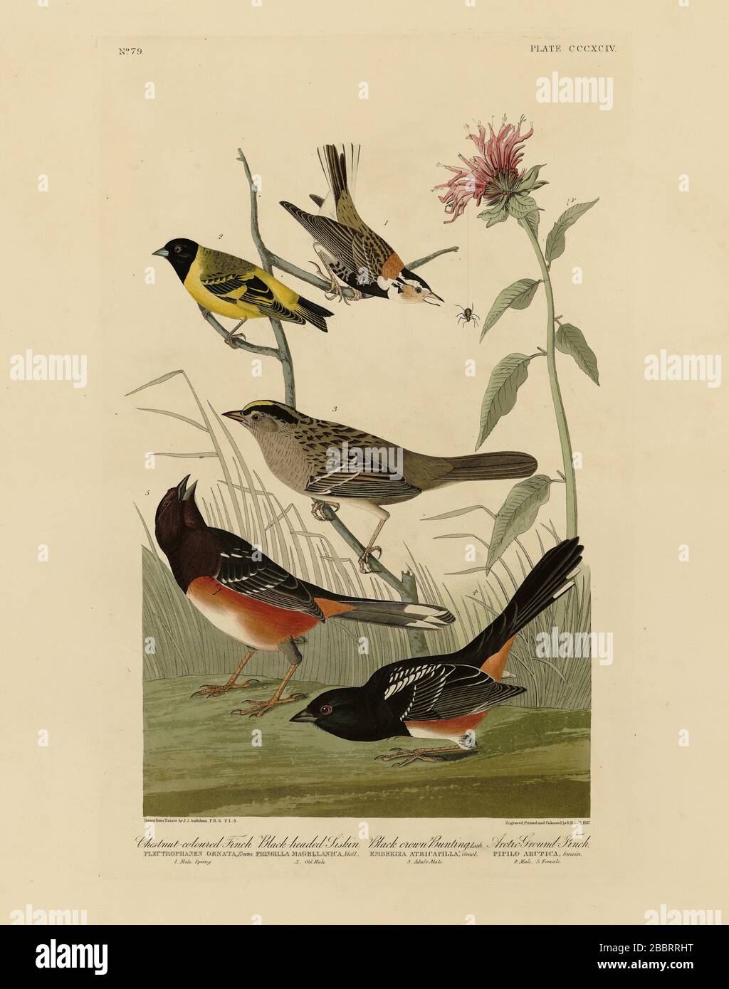 Planche 394 Finch couleur châtaigne, Siskin à tête noire, banderole couronne noire, Finch Arctic Ground, folio Birds of America, John James Audubon 1827–1839 Banque D'Images
