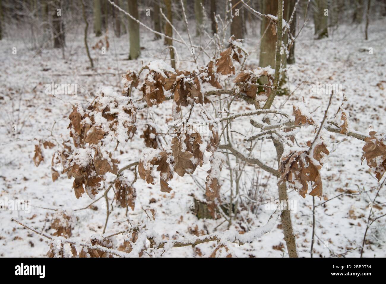 branches de chêne recouvertes de neige dans la forêt Banque D'Images
