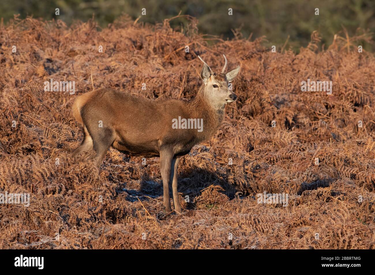 Les jeunes Red Deer (Cervus elaphus) Stag Banque D'Images