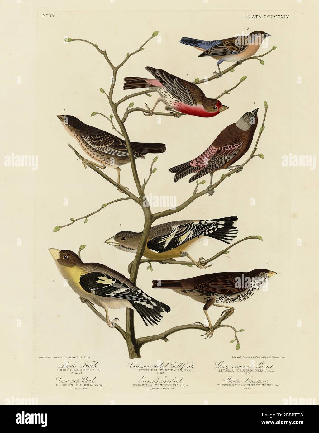 Planche 424 Finch Lazuli, Bull-Finch à cou cramoisi, Linnet à couronnes grises, oiseau de plume de vache, Grosbeak du soir, Brown Longspur d'Audubon's Birds of America Banque D'Images