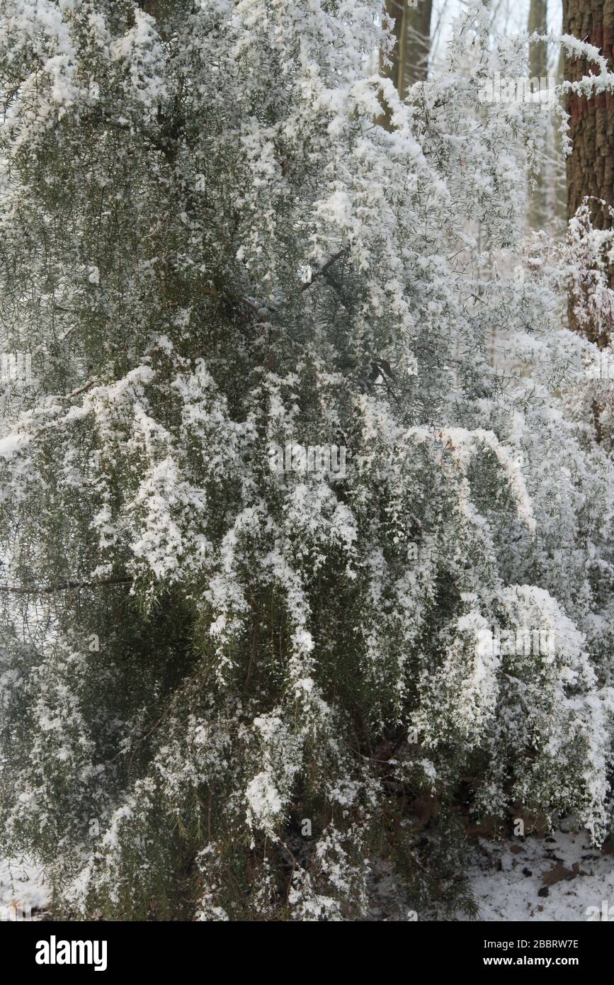 les brindilles de juniper recouvertes de neige dans la forêt Banque D'Images