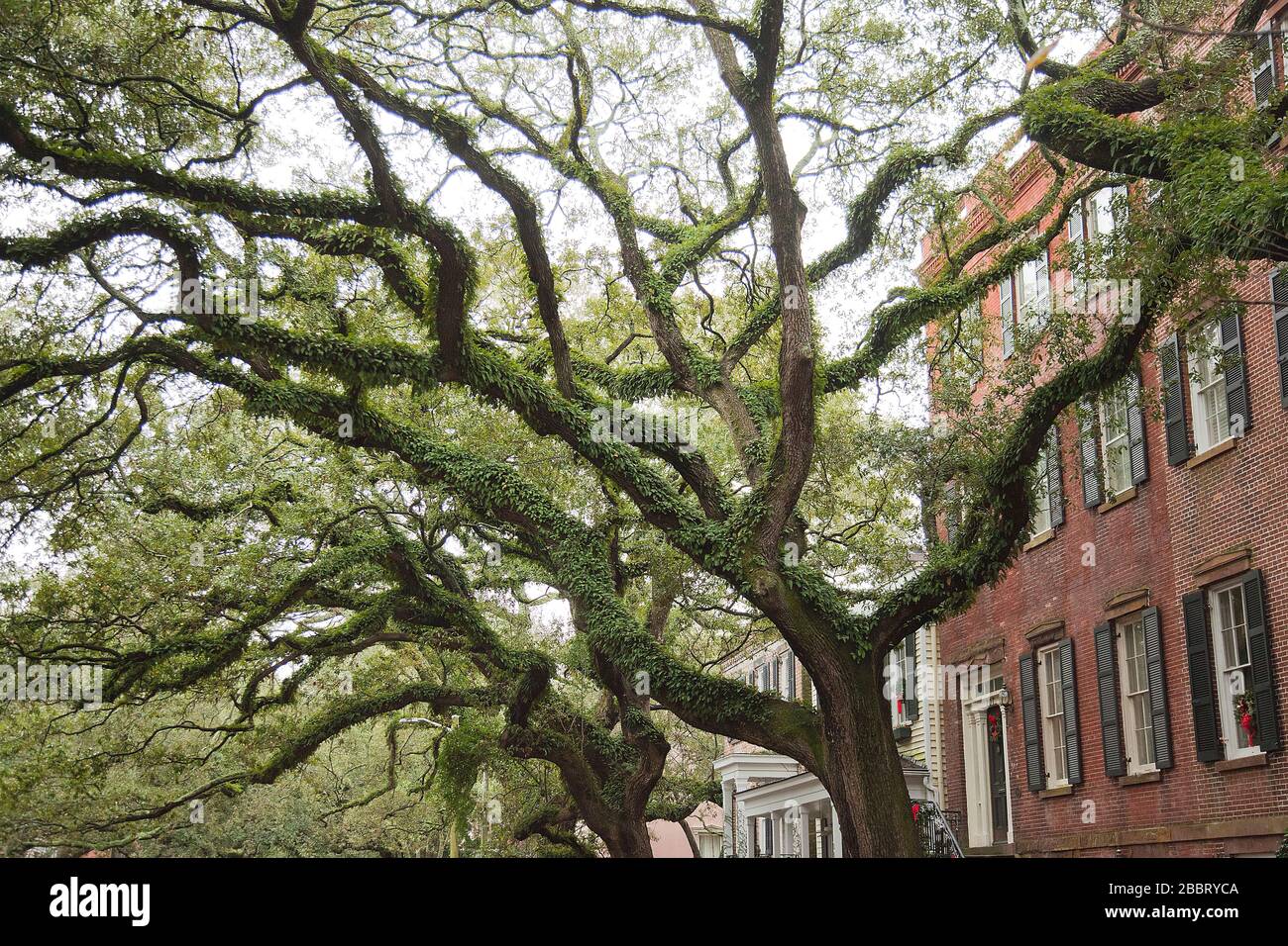 La mousse espagnole sur de beaux vieux chênes couchés vivent dans les vieilles rues de Savannah, Géorgie, aux États-Unis d'Amérique. Banque D'Images