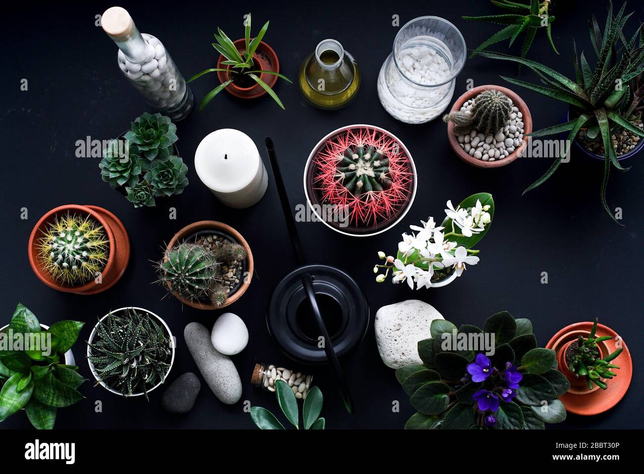 Décoration moderne de table noire. Cactus, plantes succulentes, tulipes et roches décoratives. Vue de dessus. Banque D'Images
