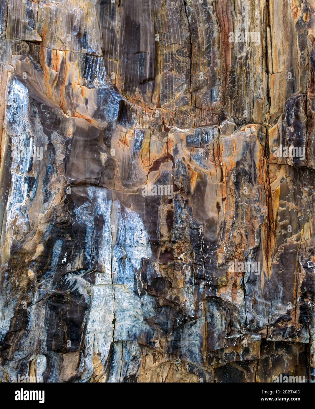 Détail d'un tronc d'arbre pétrifié Banque D'Images