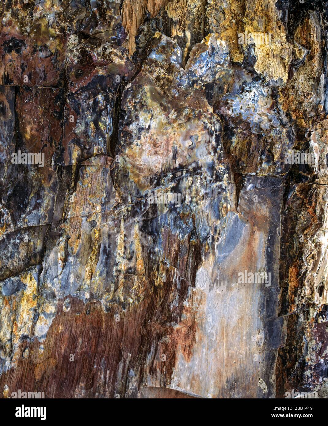 Section colorée de bois fissuré pétrifié Banque D'Images