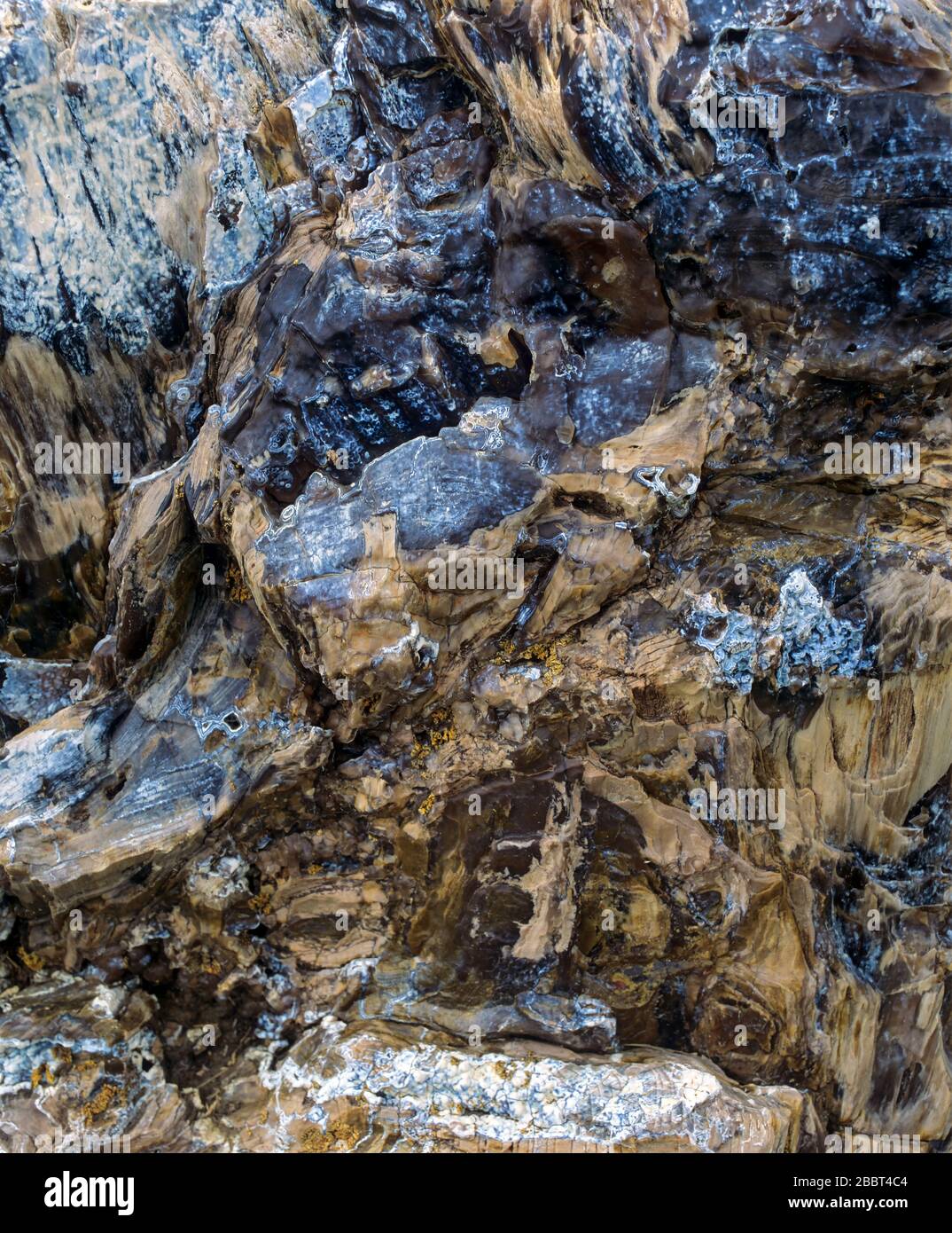 Détail d'une section rugueuse de bois pétrifié Banque D'Images