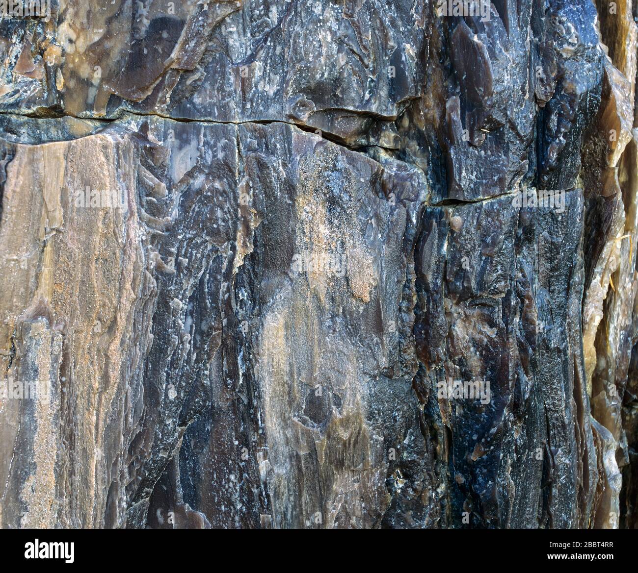 Détail de surface en bois pétrifié fissuré Banque D'Images