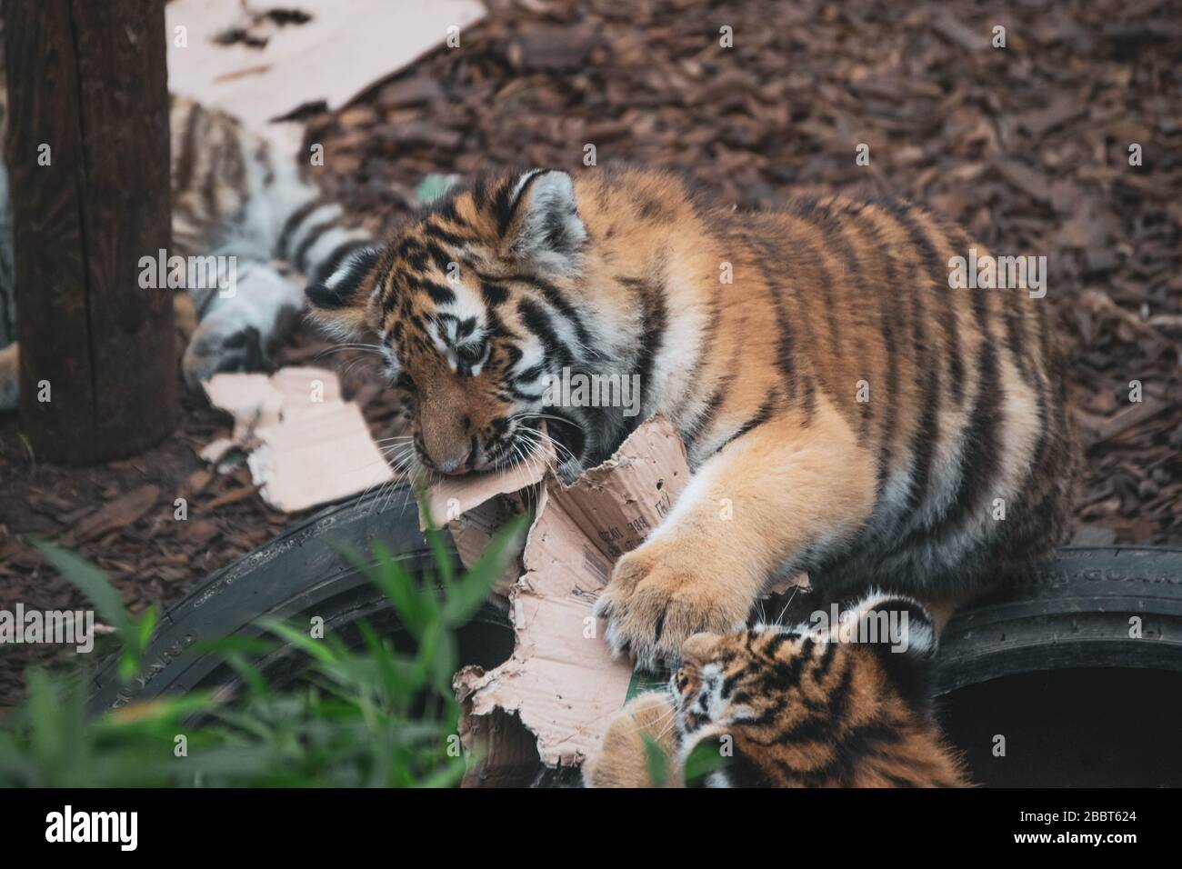 Deux oursons de tigre d'Amour jouant avec du carton au zoo de Colchester, Colchester, Angleterre. Banque D'Images