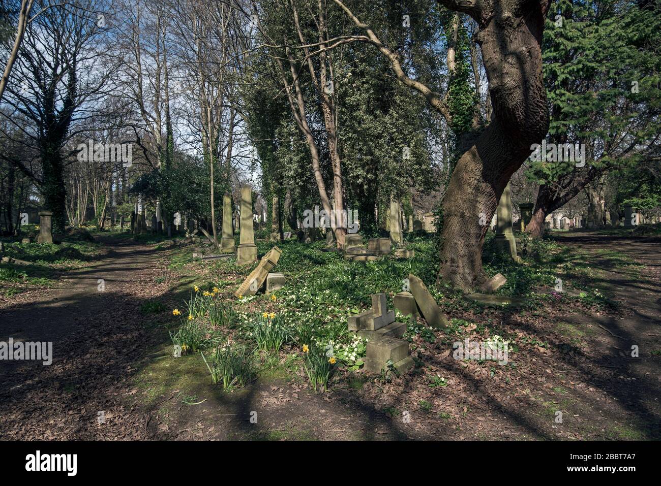 Partie victorienne négligée du cimetière de Warriston, Édimbourg, Écosse, Royaume-Uni. Banque D'Images