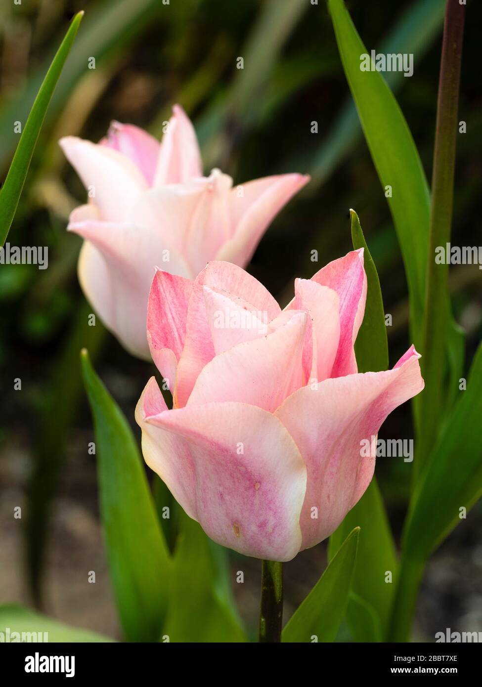 Fleurs de tulipe durceuse à fleurs de lys, Tulipa 'China Pink' Banque D'Images