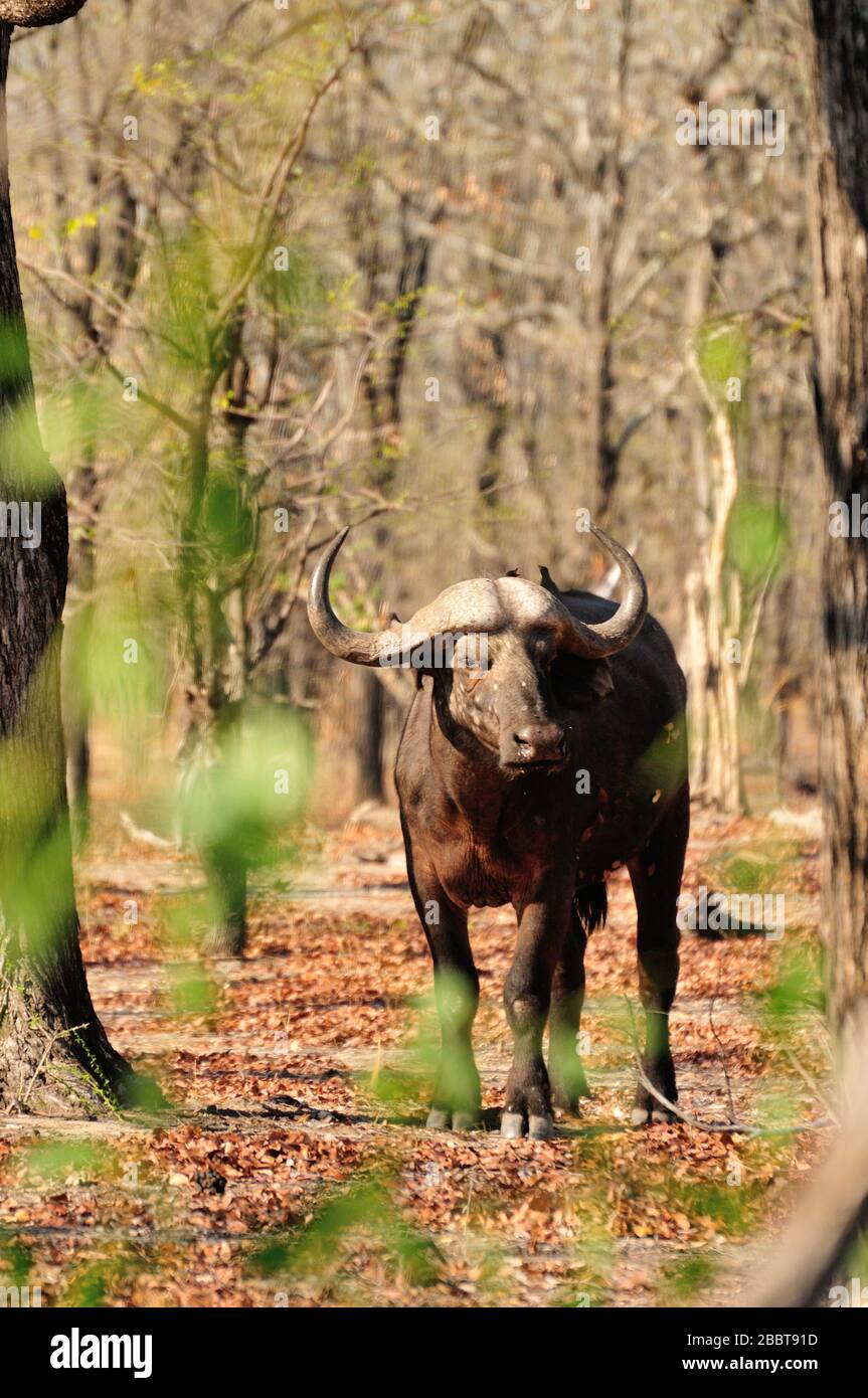 Buffle africain (Syncerus caffer) dans les bois en saison sèche Banque D'Images
