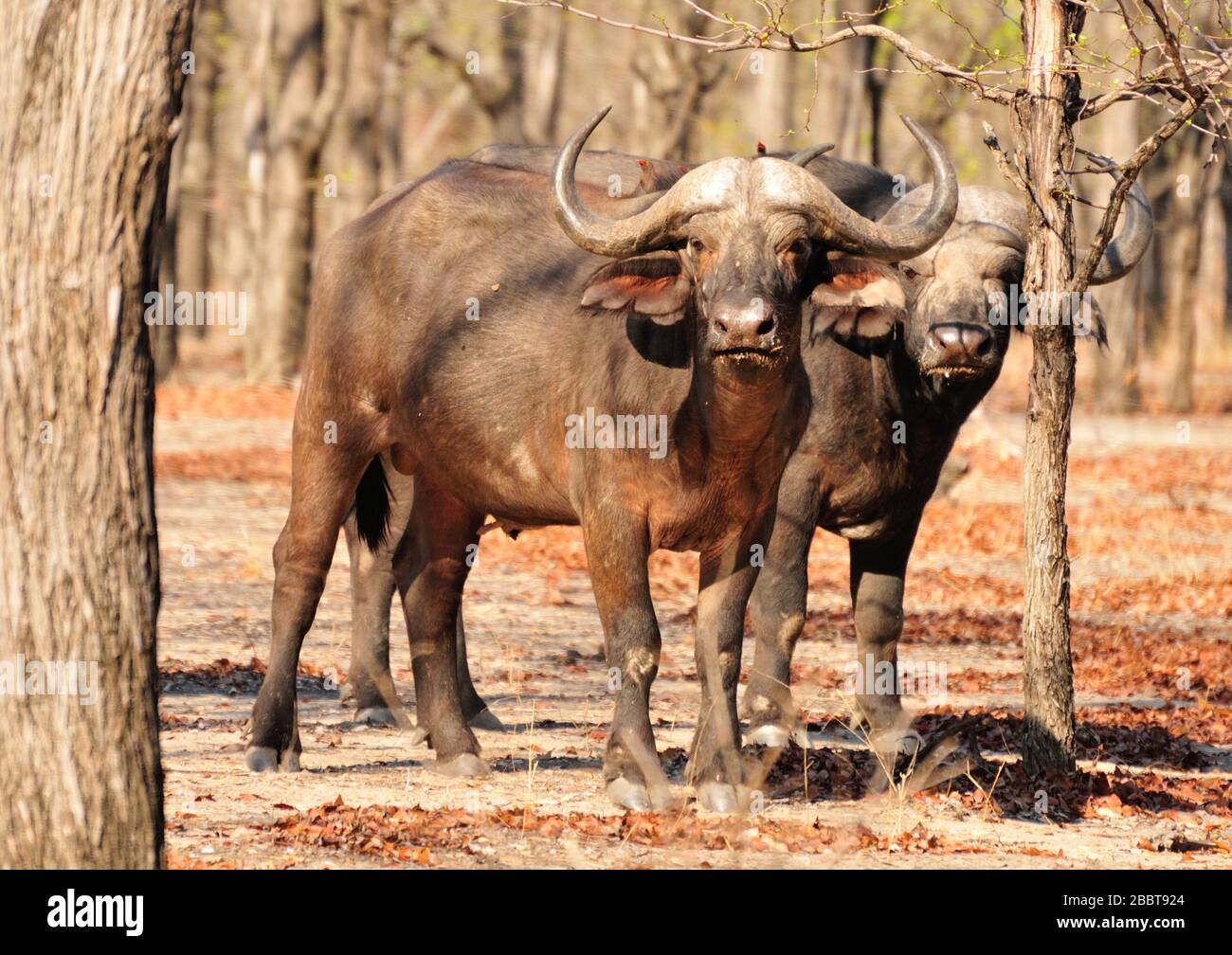 Buffle africain (Syncerus caffer) dans les bois en saison sèche Banque D'Images