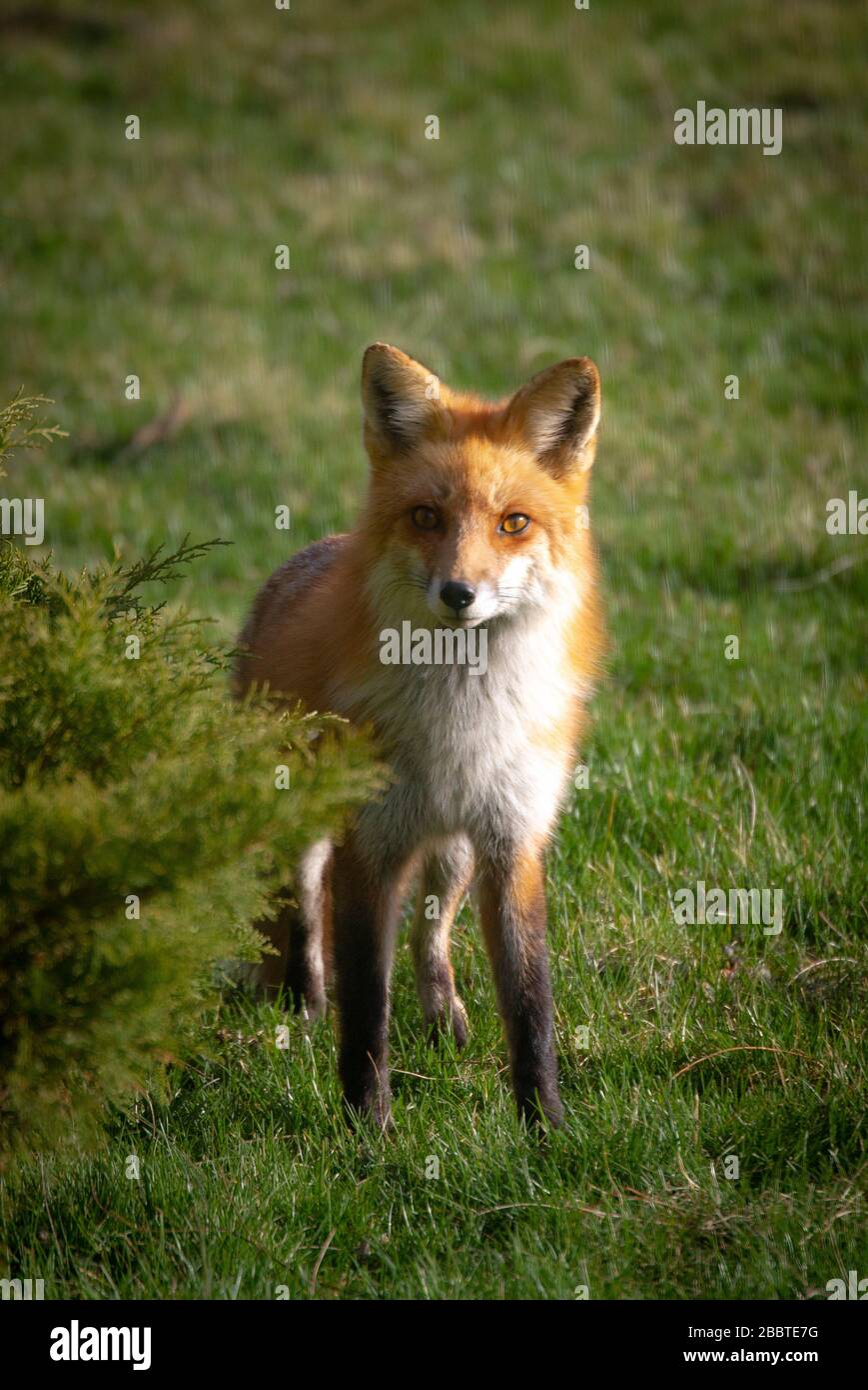 Un renard rouge au printemps Banque D'Images
