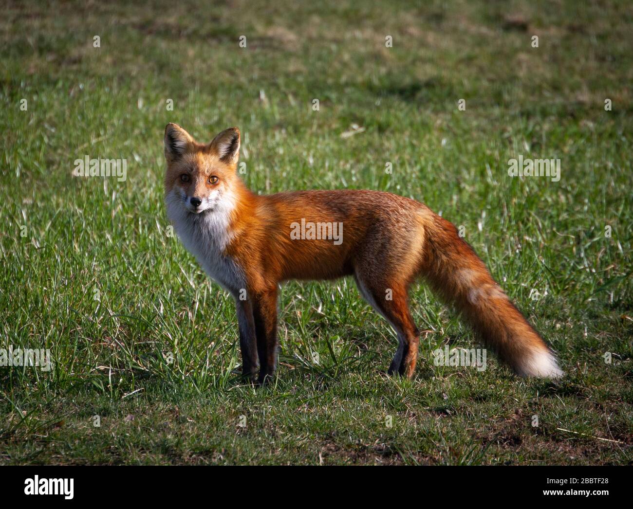Un renard rouge au printemps Banque D'Images