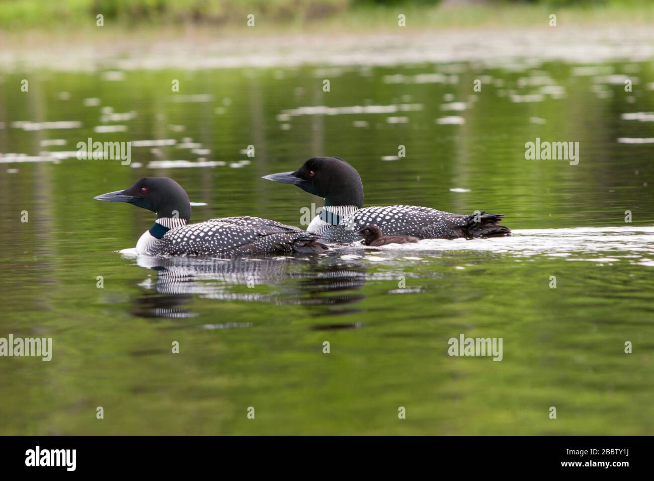 Loons communs dans le New Hampshire USA Banque D'Images