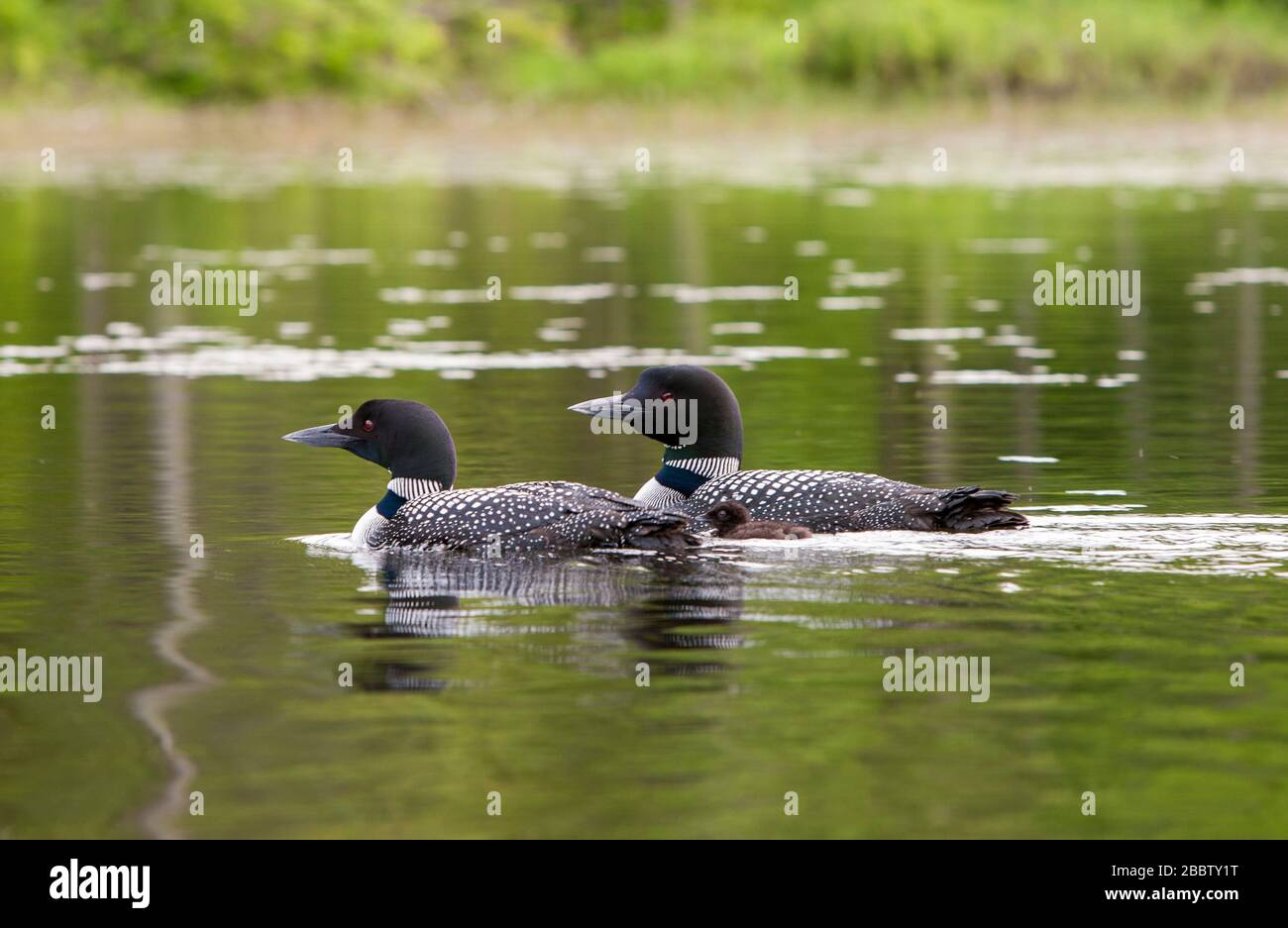 Loons communs dans le New Hampshire USA Banque D'Images