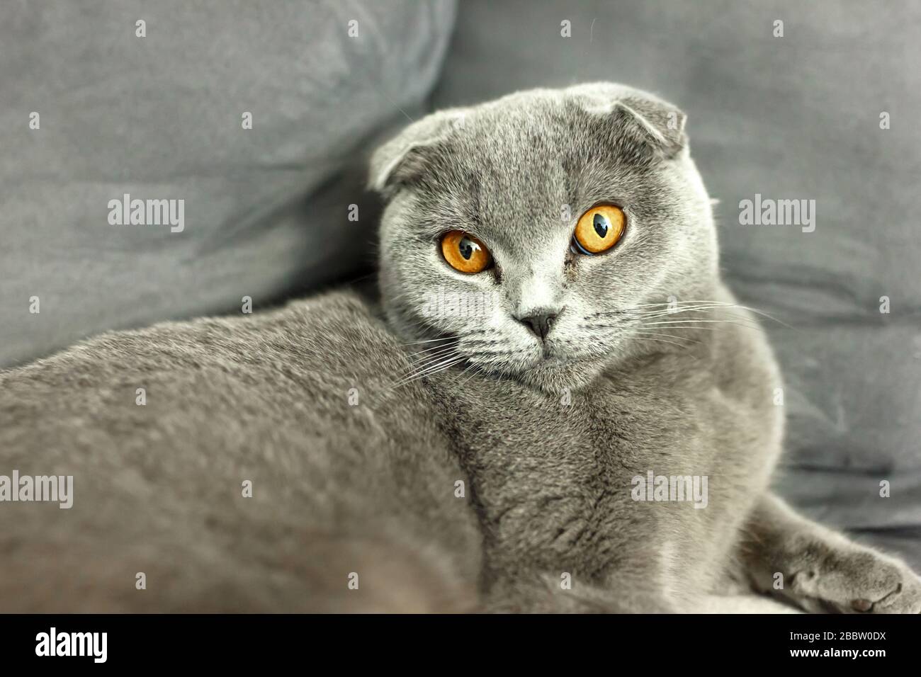 Scottish Fold gris chat sur canapé avec coussins Banque D'Images