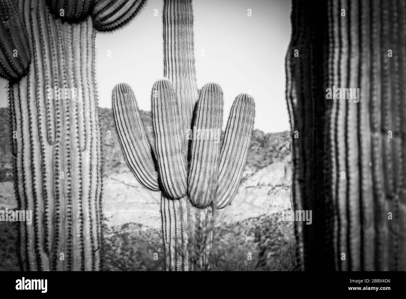 Une image en noir et blanc d'un cactus saguaro entre deux autres. Le cactus ne pousse que dans le désert de Sonora, en Arizona et au Mexique. Banque D'Images