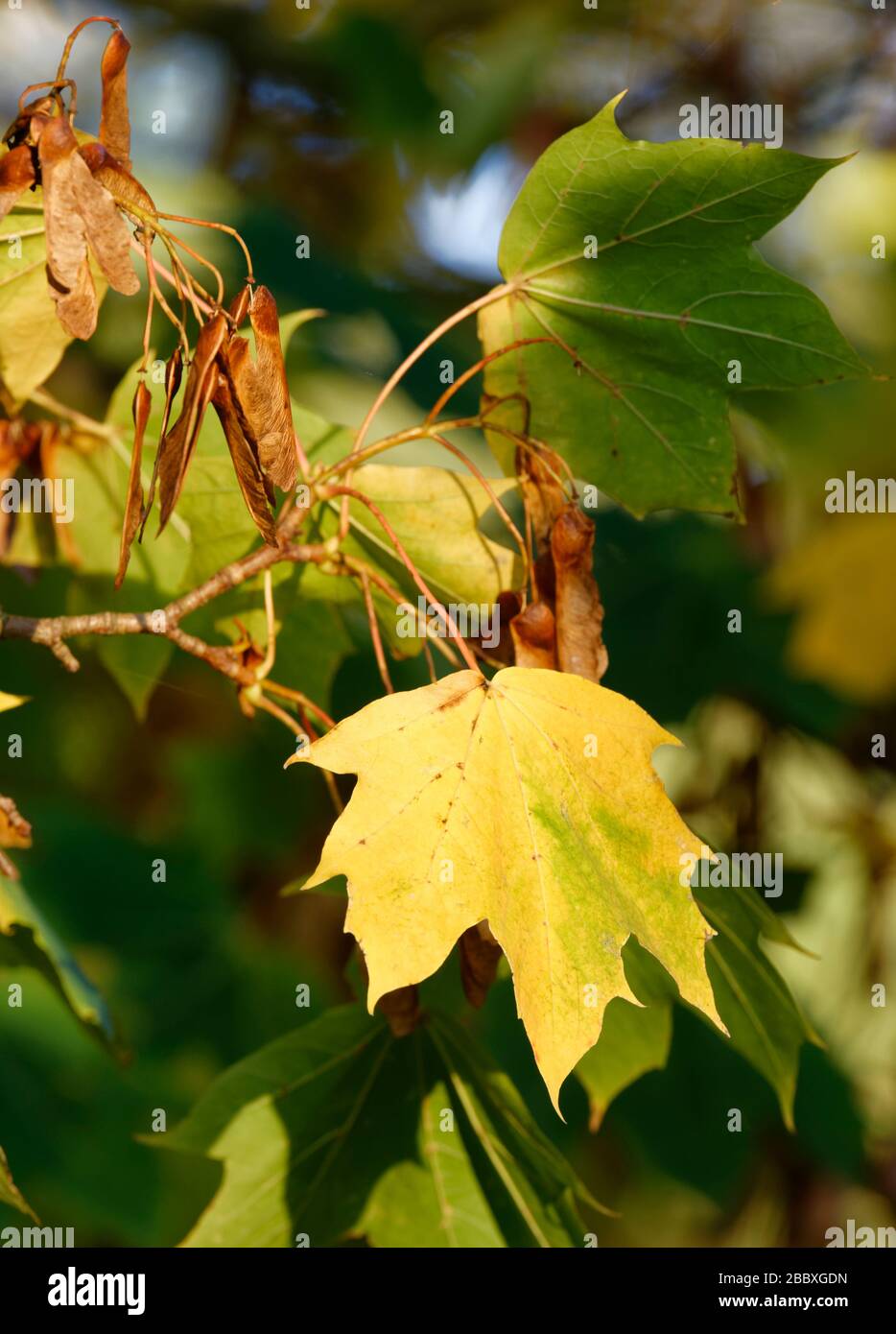 L'érable de Norvège - Acer platanoides feuilles et graines d'automne Banque D'Images
