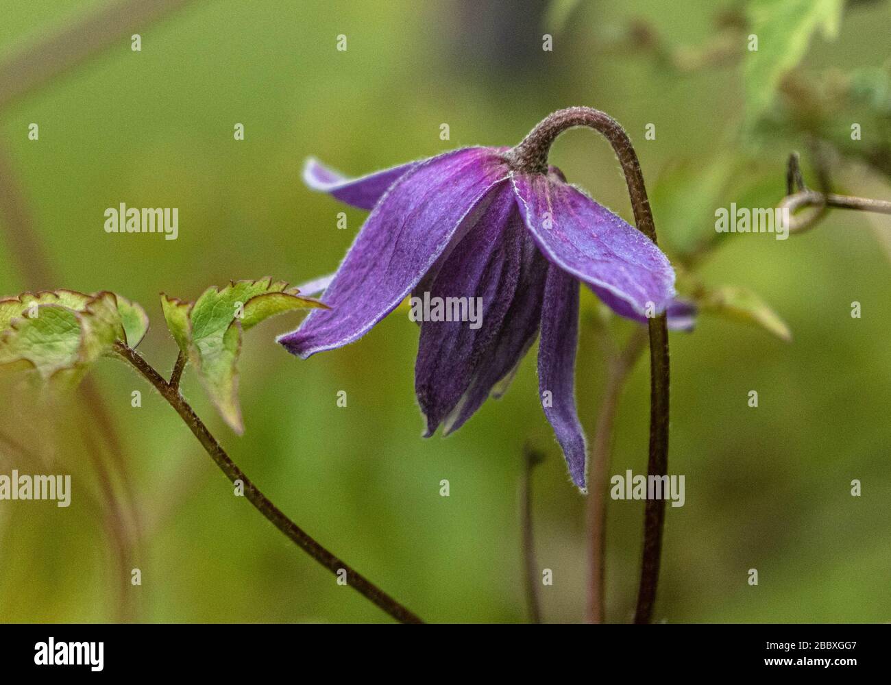 Une fleur de Clematis alpina se rapproche. Banque D'Images