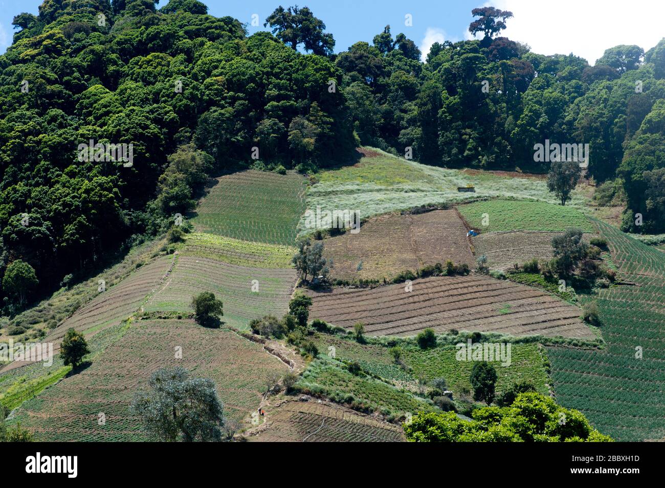 Champs de ferme Volcan Baru (volcan Baru) près de Volcan dans le nord-ouest du Panama Banque D'Images