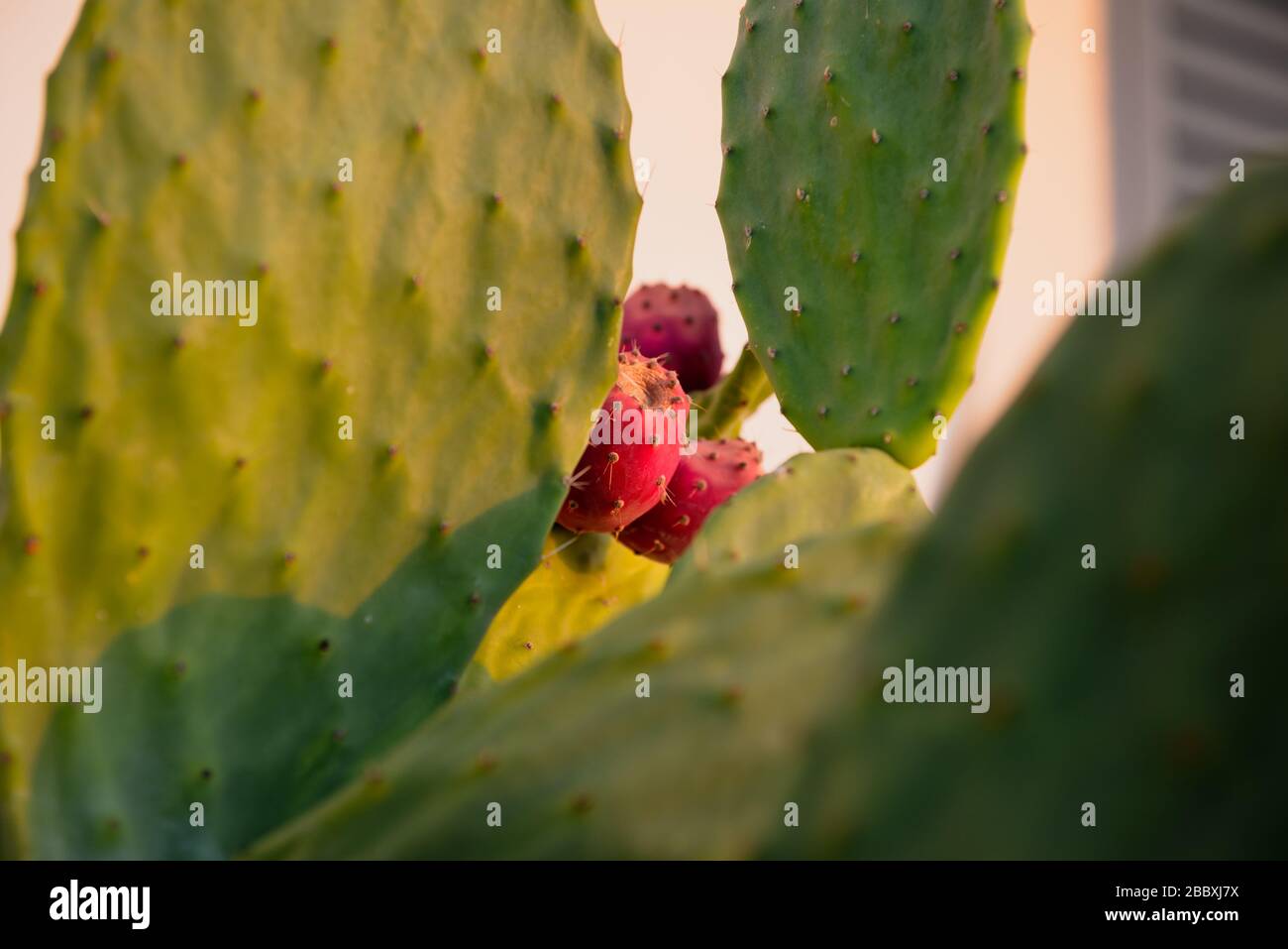 Fruits à la poire (Opuntia, Fico d'Inde) au lever du soleil, Sicile, Italie Banque D'Images